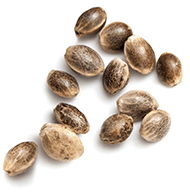 marijuana_seeds_white